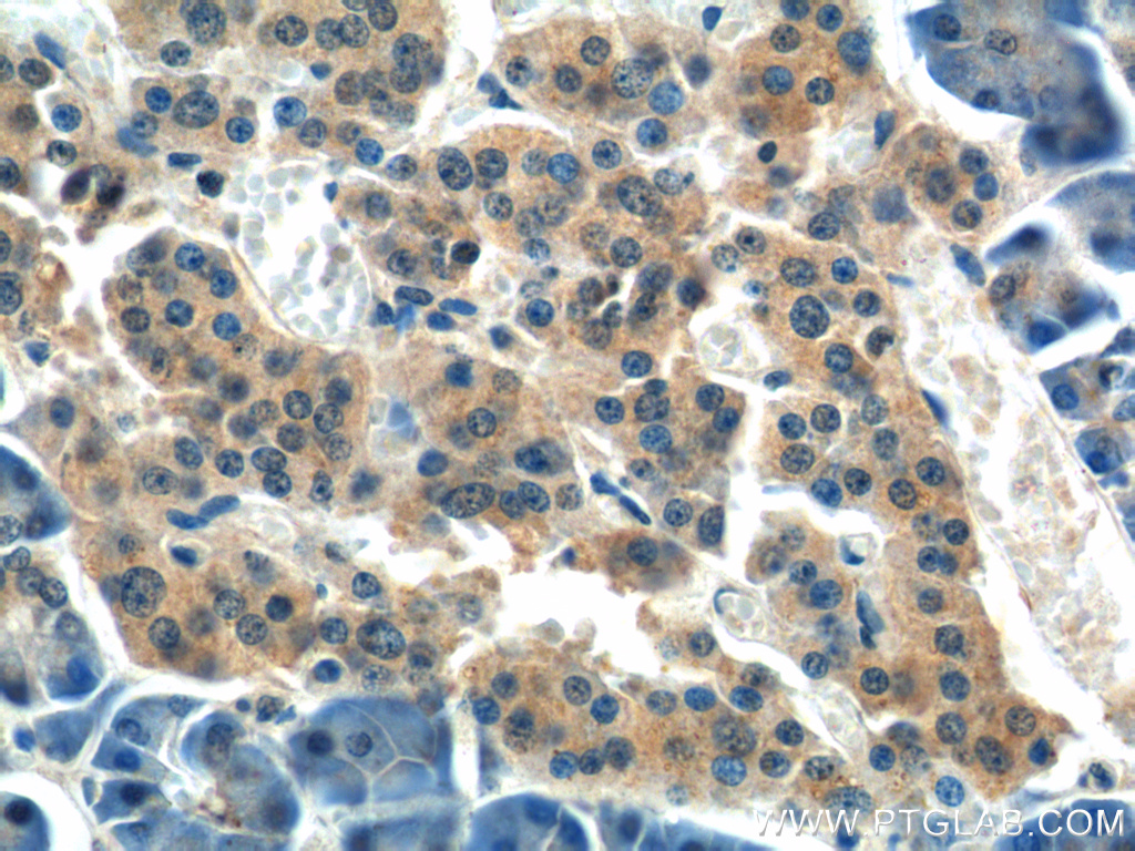 IHC staining of human pancreas using 22215-1-AP