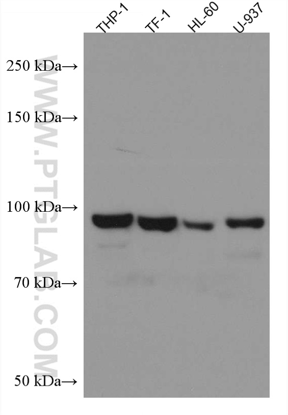 WB analysis using 67524-1-Ig