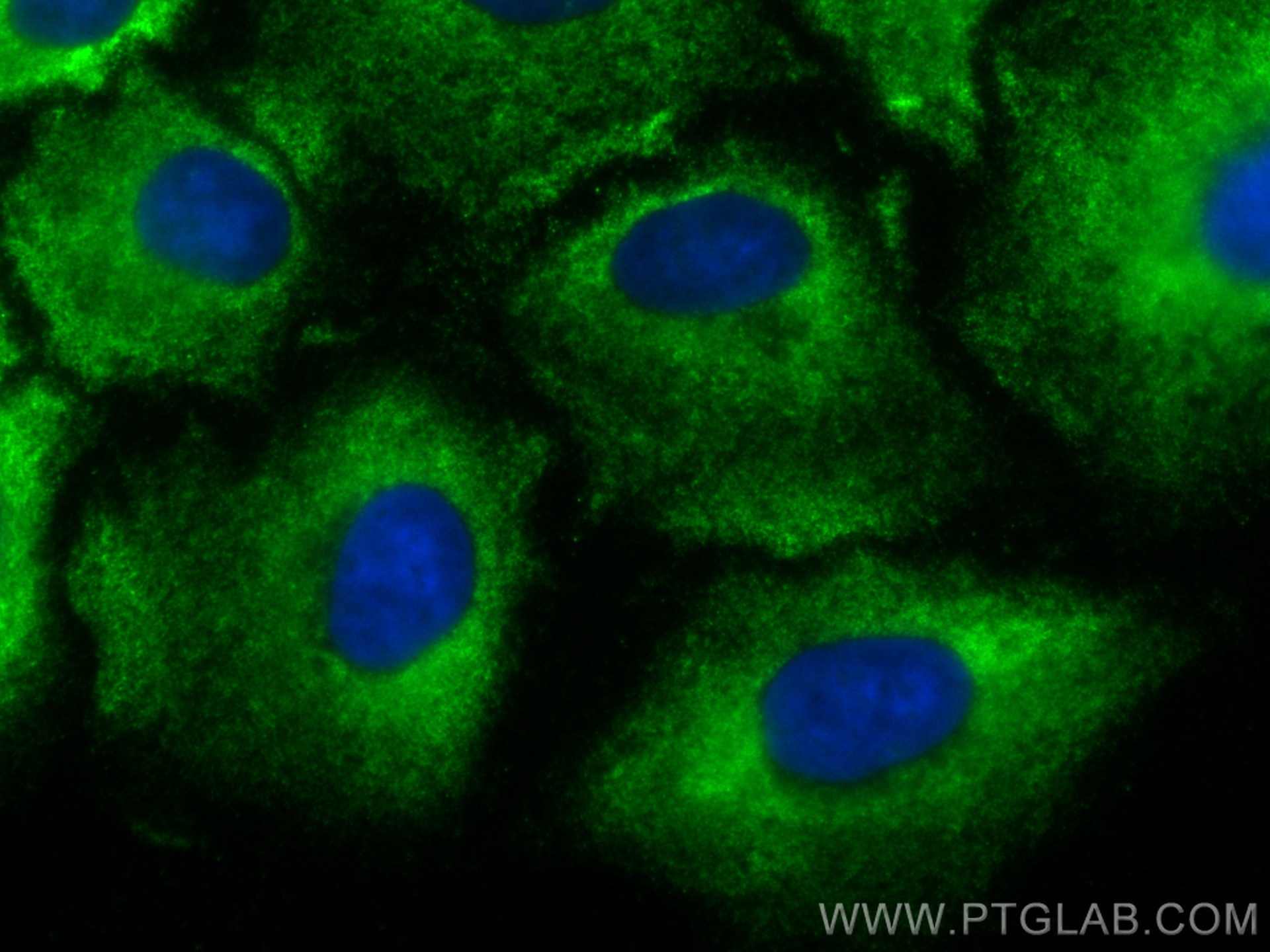 IF Staining of A549 using CL488-67524
