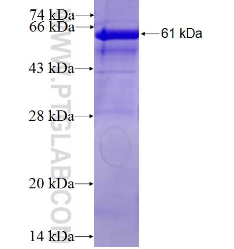 FES fusion protein Ag28095 SDS-PAGE