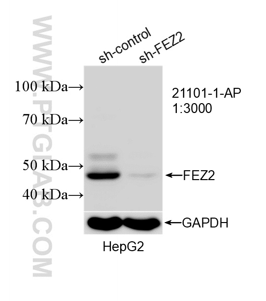 WB analysis of HepG2 using 21101-1-AP