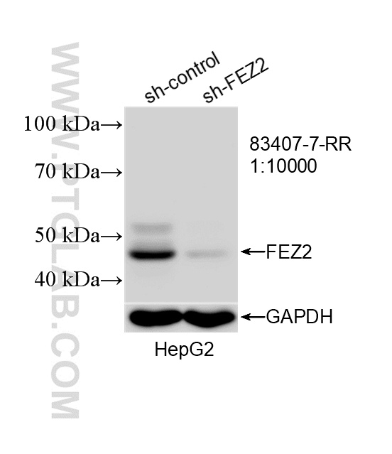 WB analysis of HepG2 using 83407-7-RR WB analysis of HepG2 using 83407-7-RR