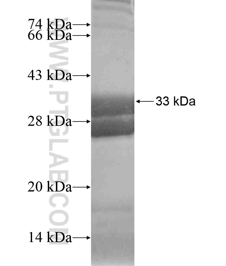 FFAR1 fusion protein Ag18545 SDS-PAGE FFAR1 fusion protein Ag18545 SDS-PAGE
