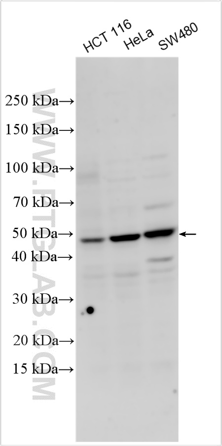 Various lysates were subjected to SDS PAGE followed by western blot with 19952-1-AP (FFAR2 antibody) at dilution of 1:600 incubated at room temperature for 1.5 hours. WB analysis using 19952-1-AP