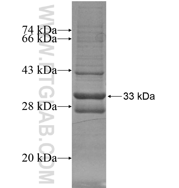 FFAR2 fusion protein Ag16367 SDS-PAGE FFAR2 fusion protein Ag16367 SDS-PAGE