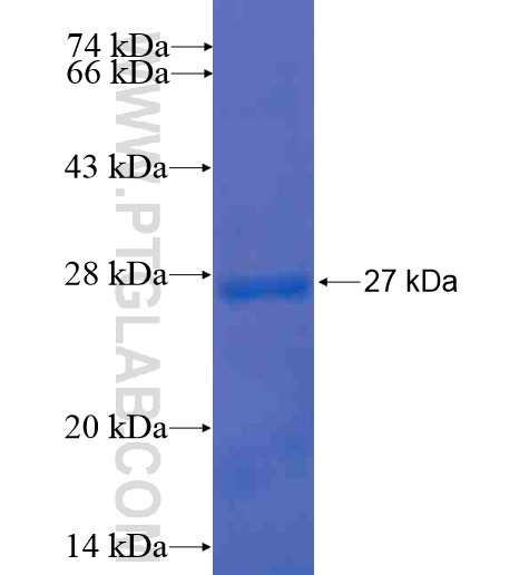 FGA fusion protein Ag10196 SDS-PAGE FGA fusion protein Ag10196 SDS-PAGE