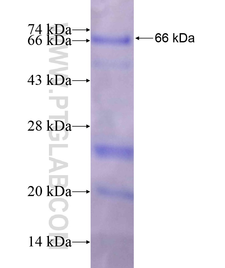 FGB fusion protein Ag10169 SDS-PAGE