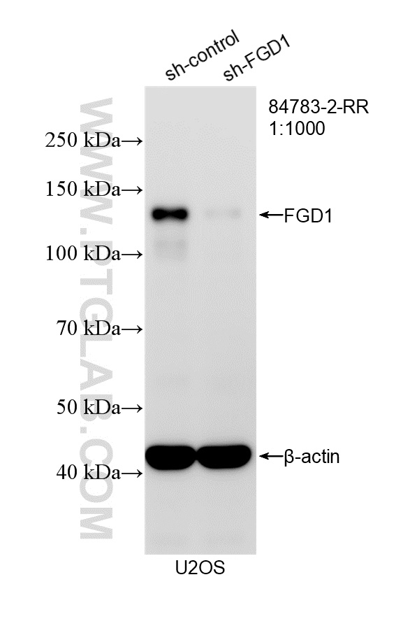 WB result of FGD1 antibody (<a class='green' href='/productredirect?CatalogNo=84783-2-RR' target='_blank'>84783-2-RR</a>; 1:1000; incubated at room temperature for 1.5 hours) with sh-Control and sh-FGD1 transfected U2OS cells. This data was developed using the same antibody clone with 84783-2-PBS in a different storage buffer formulation. WB analysis of U2OS using 84783-2-RR (same clone as 84783-2-PBS)