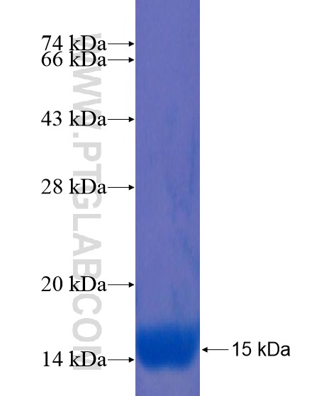 FGD4 fusion protein Ag21713 SDS-PAGE