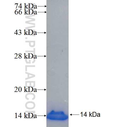 FGF13 fusion protein Ag25030 SDS-PAGE FGF13 fusion protein Ag25030 SDS-PAGE