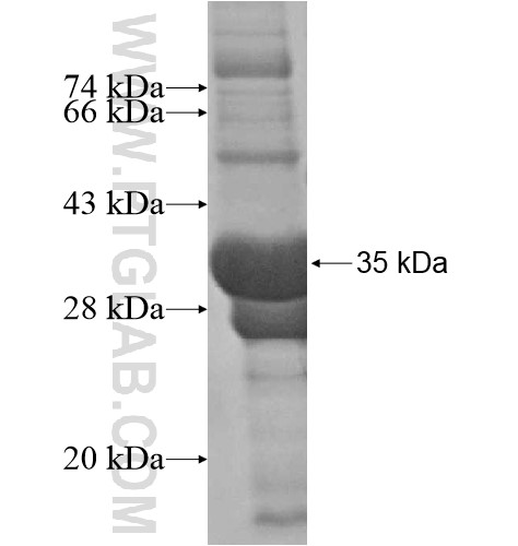 FGF14 fusion protein Ag15797 SDS-PAGE FGF14 fusion protein Ag15797 SDS-PAGE