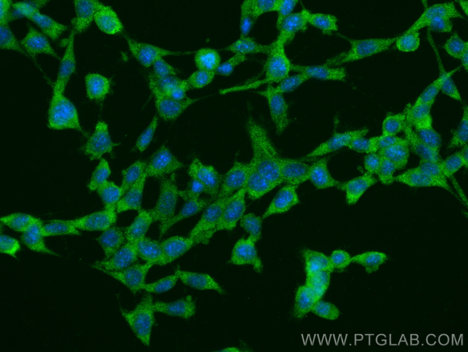 IF Staining of NIH/3T3 using 25314-1-AP