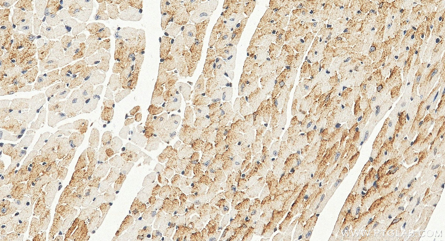 IHC staining of mouse heart using 11495-1-AP IHC staining of mouse heart using 11495-1-AP
