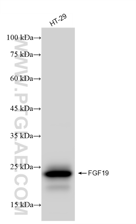 WB analysis of HT-29 using 84536-3-RR