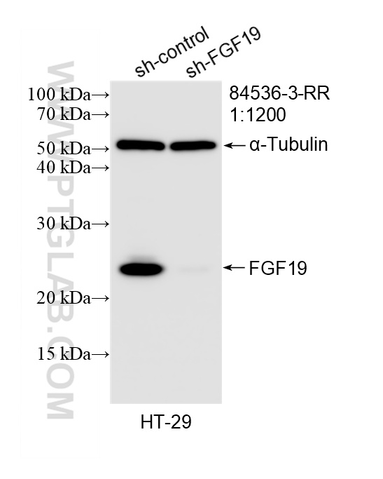 WB analysis of HT-29 using 84536-3-RR