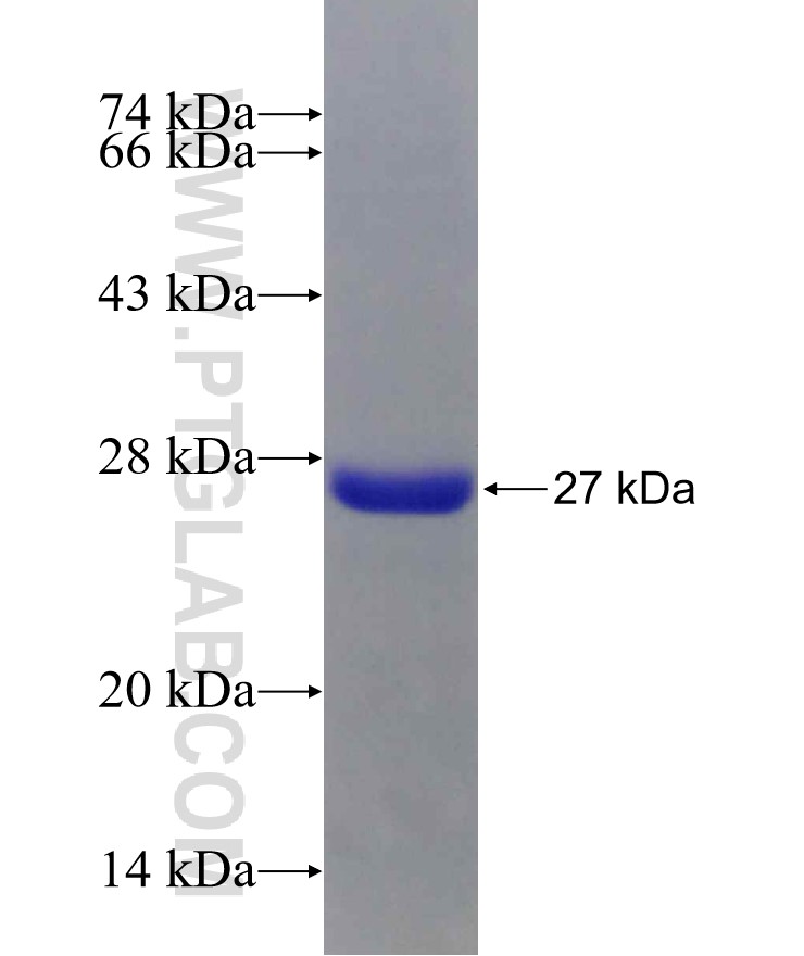 FGF19 fusion protein Ag29874 SDS-PAGE