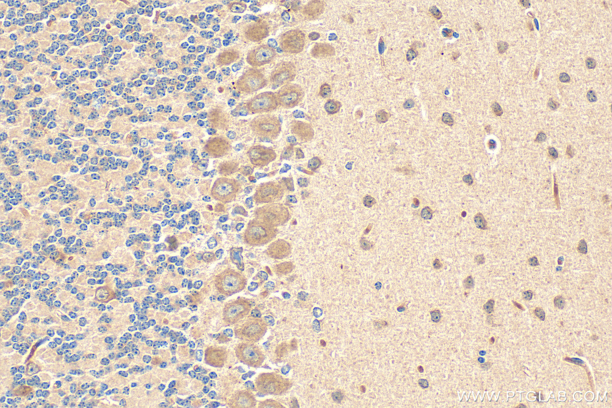 IHC staining of mouse cerebellum using 16874-1-AP