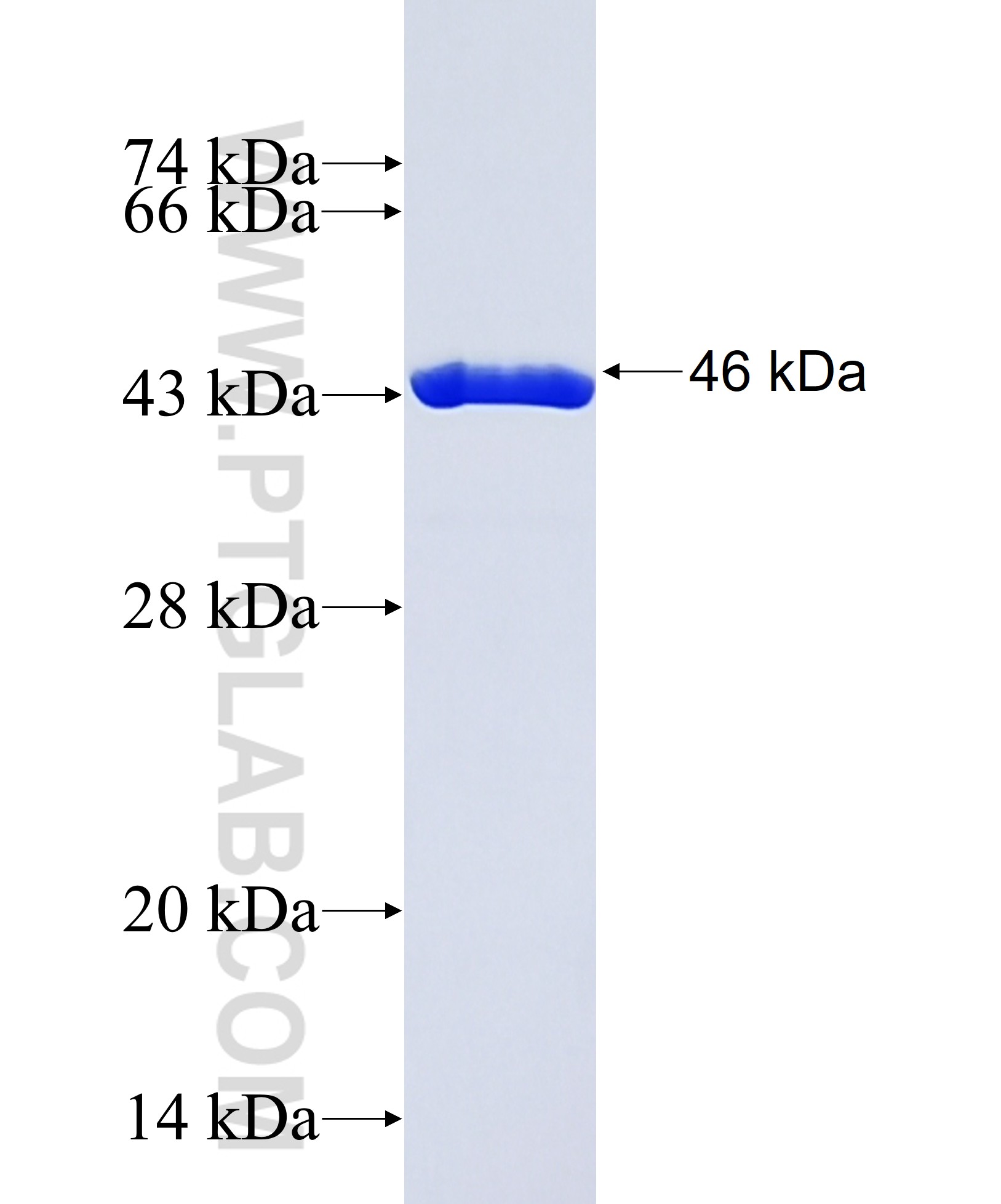 FGF4 fusion protein Ag37475 SDS-PAGE FGF4 fusion protein Ag37475 SDS-PAGE