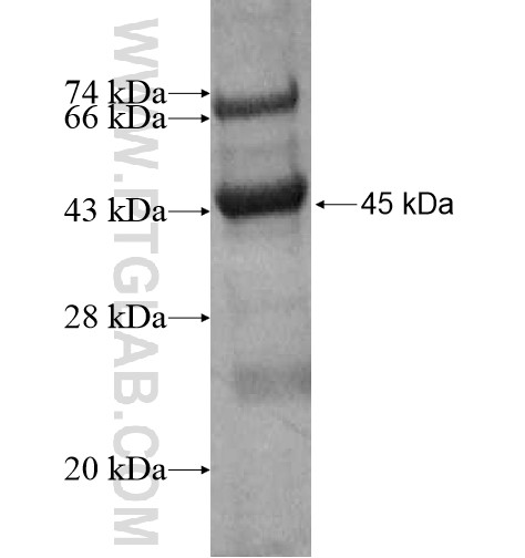 FGF6 fusion protein Ag13789 SDS-PAGE FGF6 fusion protein Ag13789 SDS-PAGE