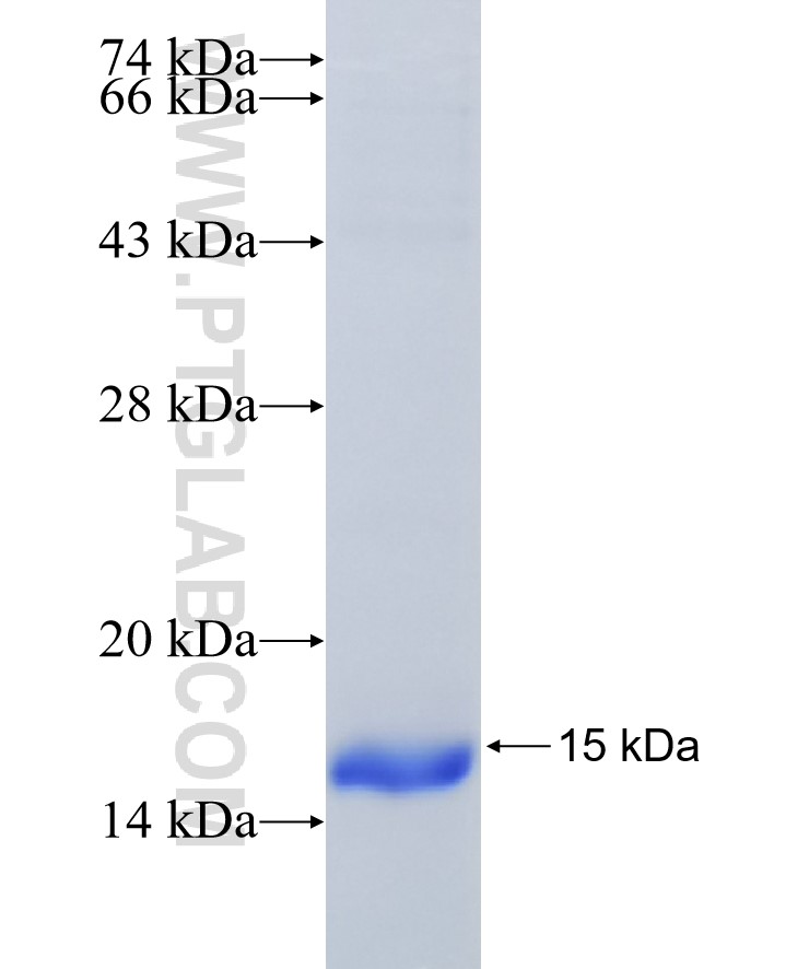 FGF7 fusion protein Ag24847 SDS-PAGE