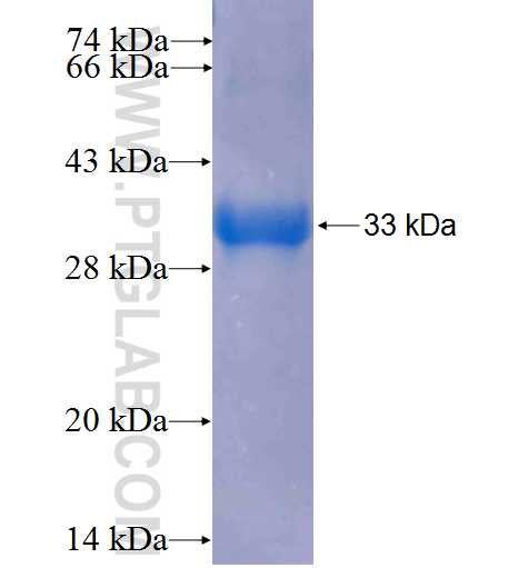 FGF7 fusion protein Ag24903 SDS-PAGE FGF7 fusion protein Ag24903 SDS-PAGE