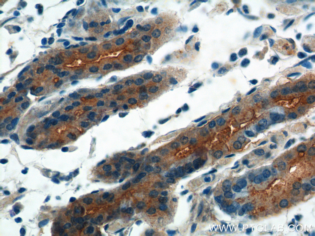 IHC staining of human stomach using 26554-1-AP