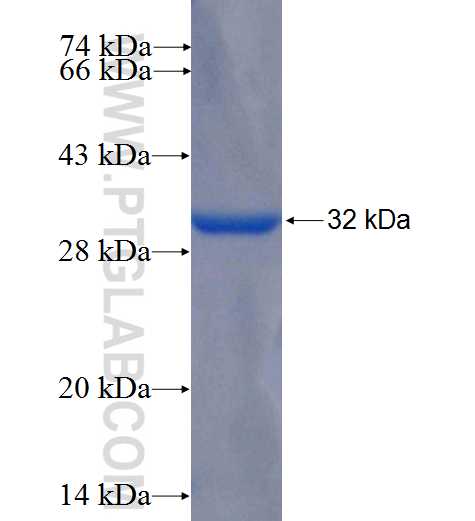 FGF9 fusion protein Ag24244 SDS-PAGE