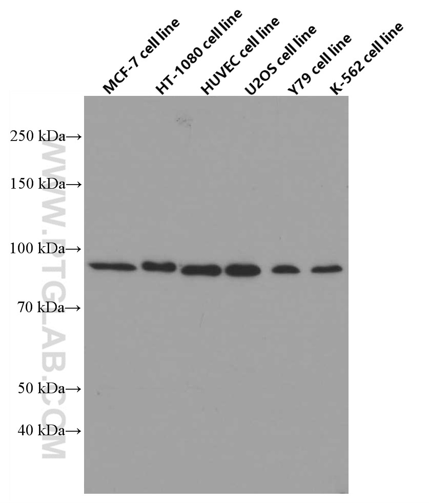 WB analysis of MCF-7 using 60325-1-Ig (same clone as 60325-1-PBS)