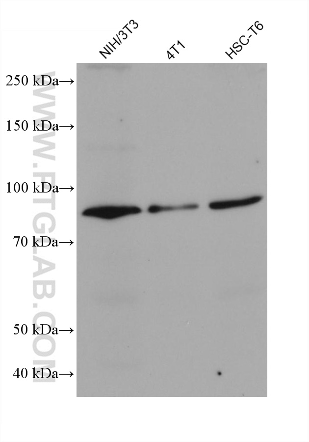 fgfr1-antibody-60325-1-ig-proteintech