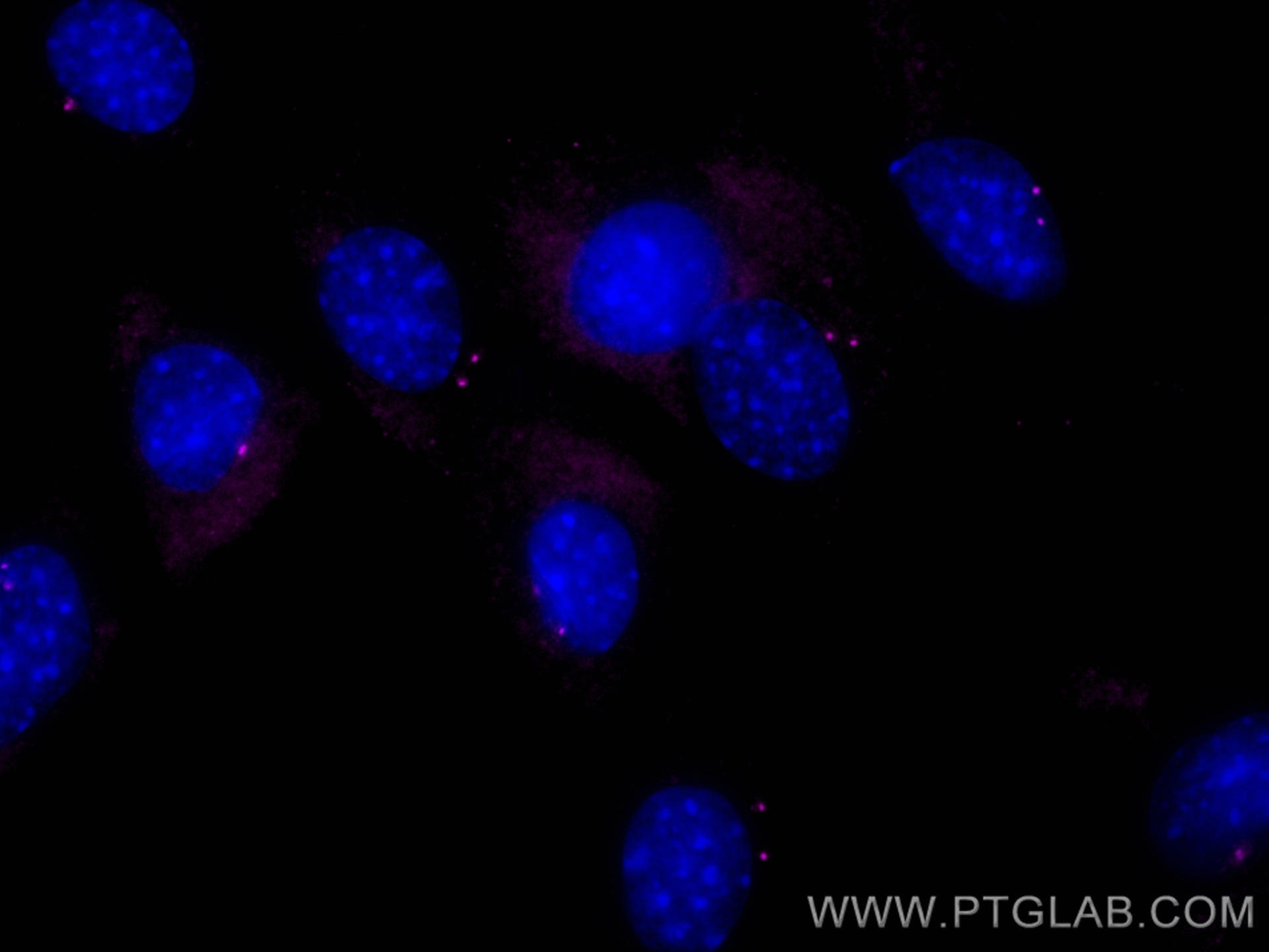 IF Staining of C2C12 using CL647-11343