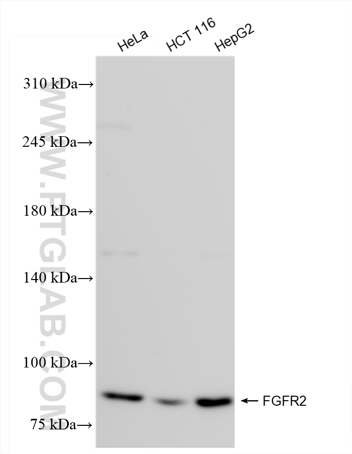 WB analysis using 84205-4-RR (same clone as 84205-4-PBS)