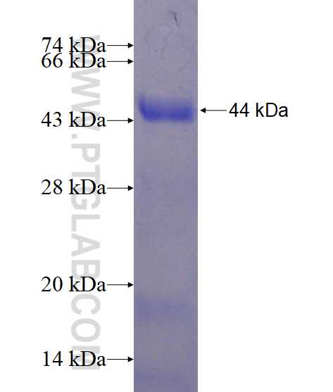 FGFR2 fusion protein Ag16659 SDS-PAGE
