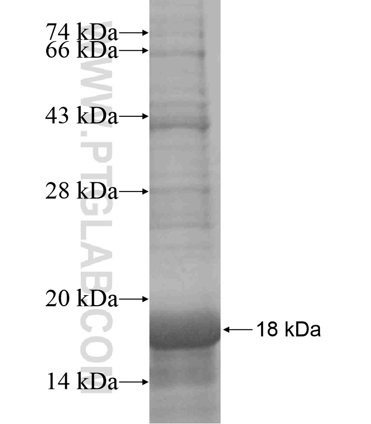 FGFR2 fusion protein Ag18181 SDS-PAGE