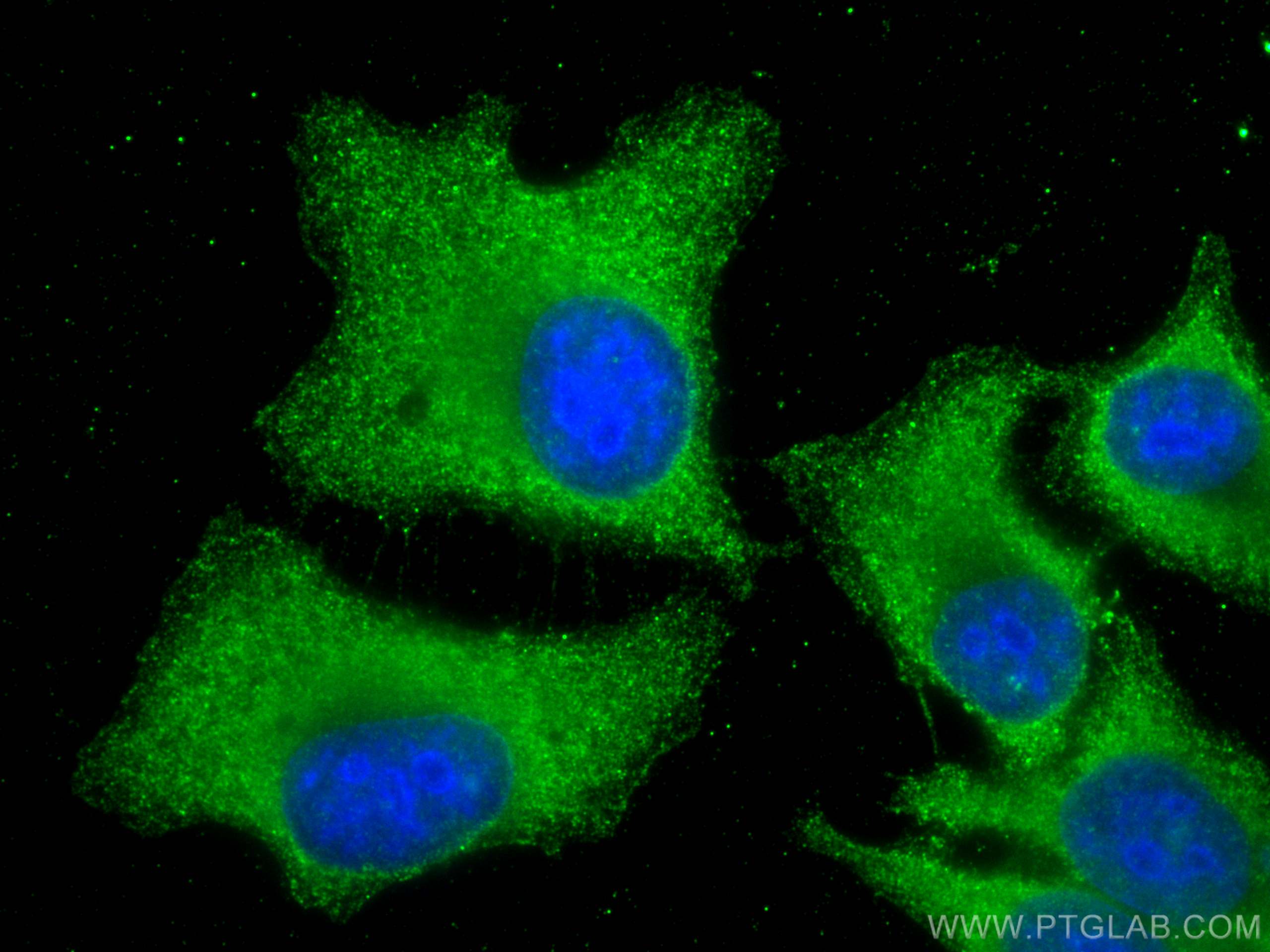 IF Staining of HepG2 using 66954-1-Ig (same clone as 66954-1-PBS)