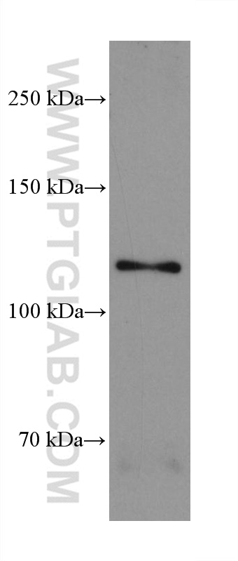 WB analysis of L-929 using 66954-1-Ig