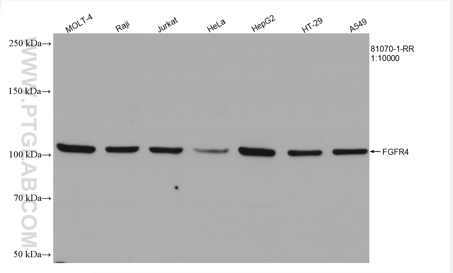 WB analysis using 81070-1-RR