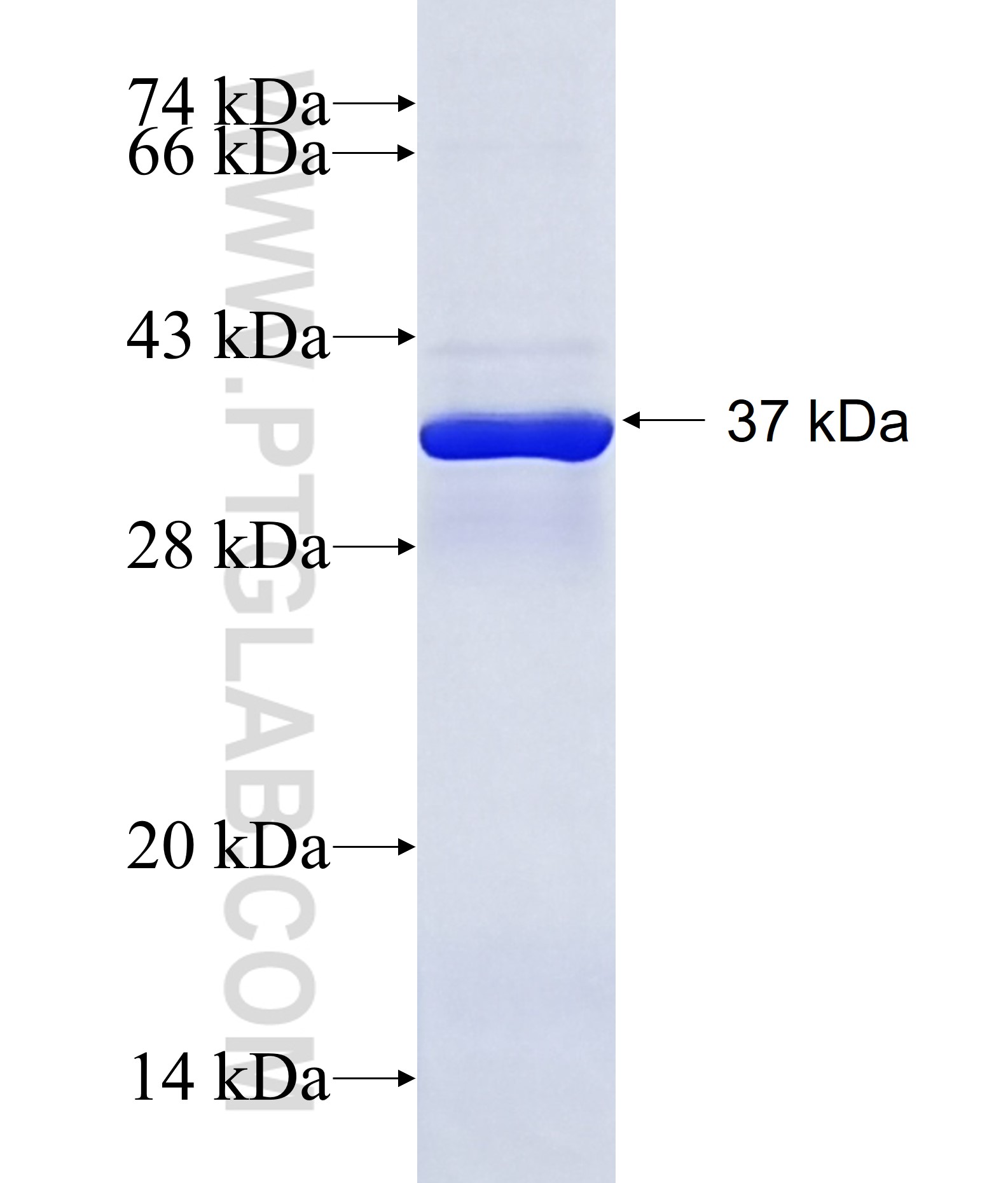 FGFR4 fusion protein Ag17041 SDS-PAGE