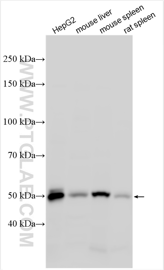 WB analysis using 15841-1-AP