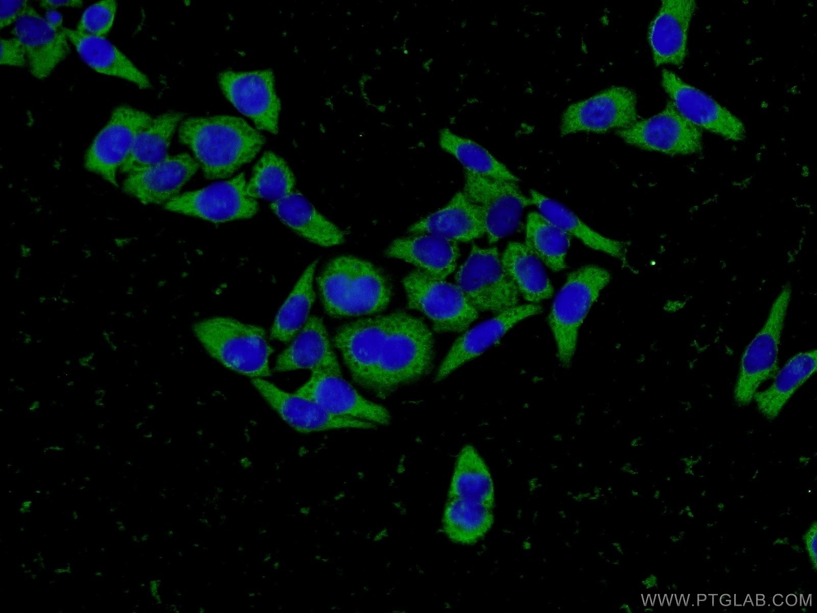 IF Staining of L02 using 66158-1-Ig