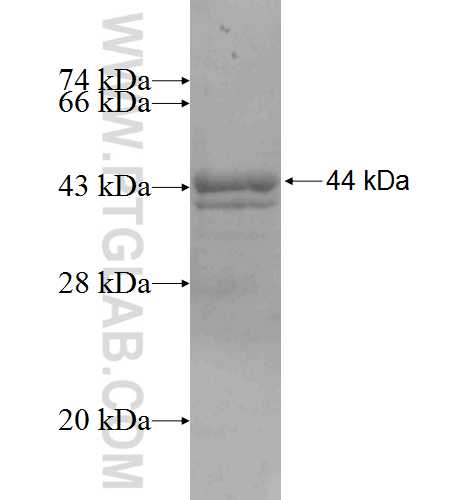 FGG fusion protein Ag8817 SDS-PAGE