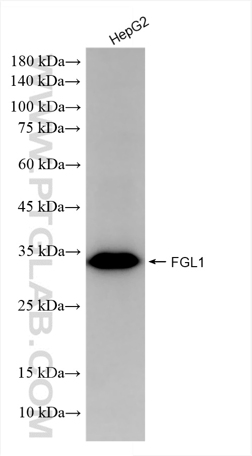 HepG2 cells were subjected to SDS PAGE followed by western blot with 86426-2-RR (FGL1 antibody) at dilution of 1:10000 incubated at room temperature for 1.5 hours. WB analysis of HepG2 using 86426-2-RR