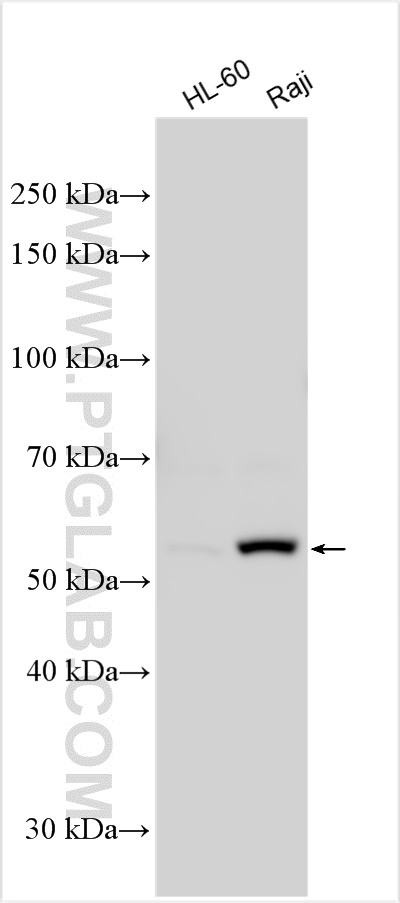 WB analysis using 31641-1-AP