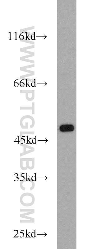 WB analysis of HeLa using 10966-1-AP