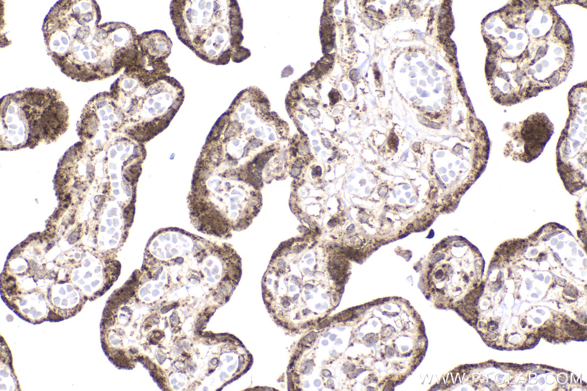 IHC staining of human placenta using 68162-1-Ig (same clone as 68162-1-PBS)