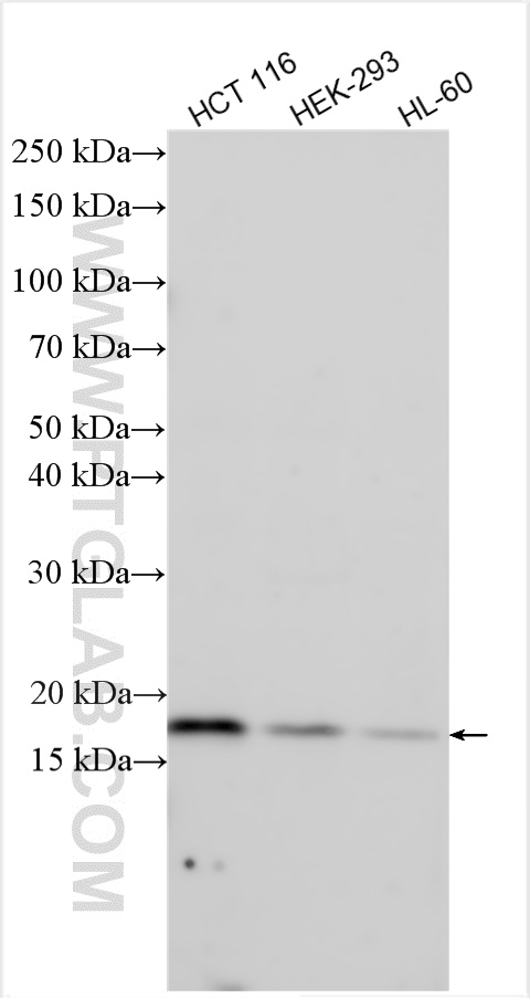 WB analysis using 13362-1-AP