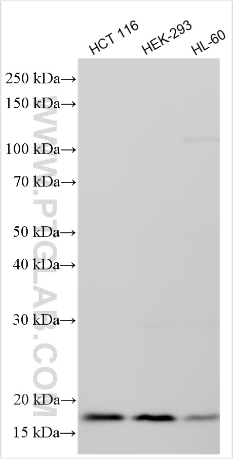 WB analysis using 83710-1-RR