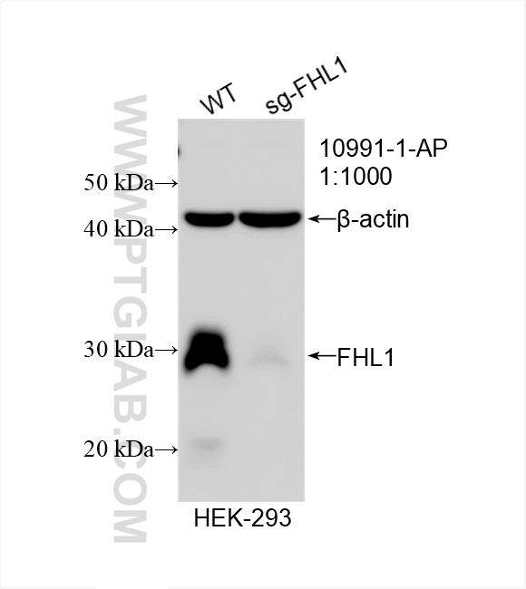 WB analysis of HEK-293 using 10991-1-AP