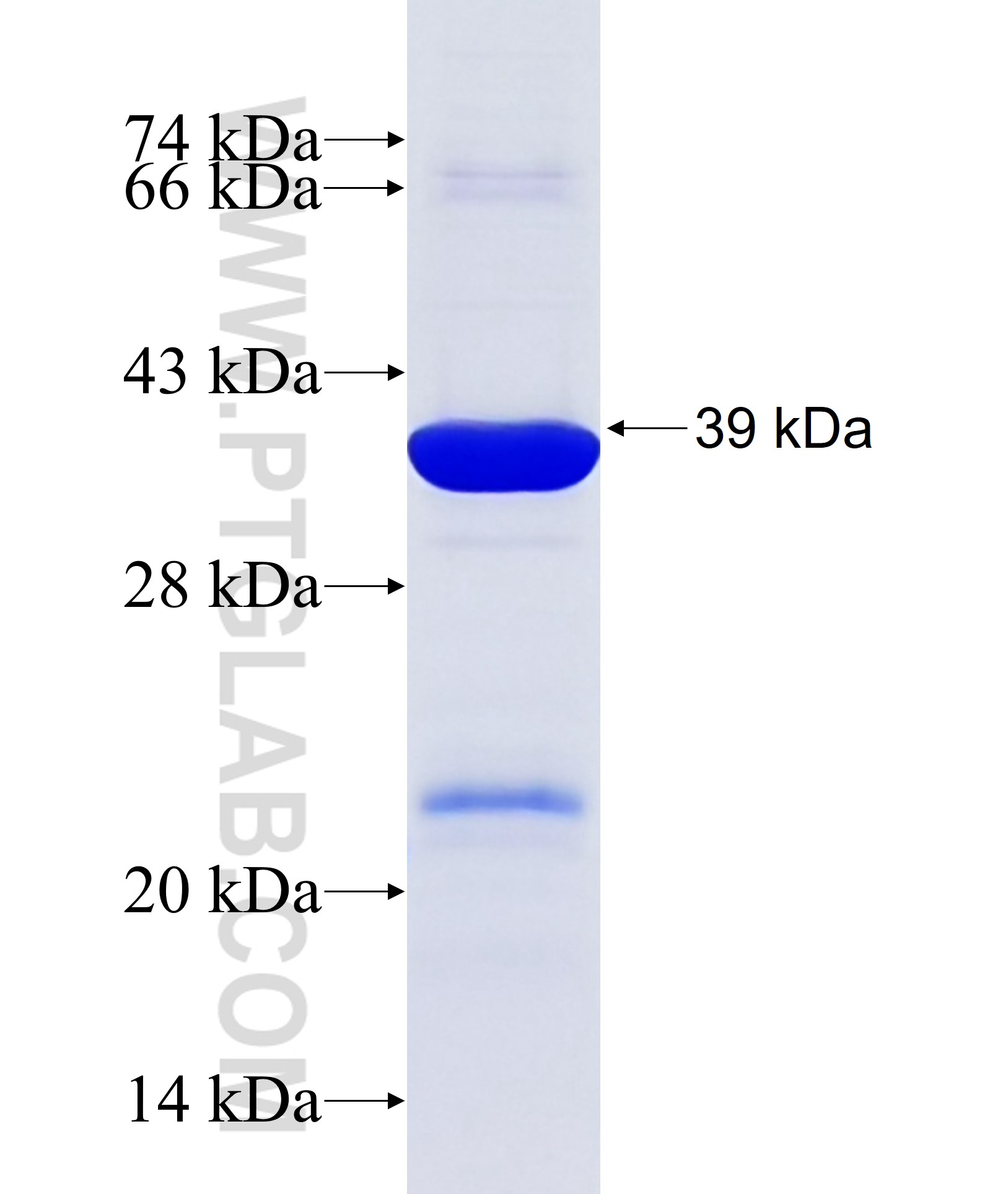 FHL1 fusion protein Ag34285 SDS-PAGE