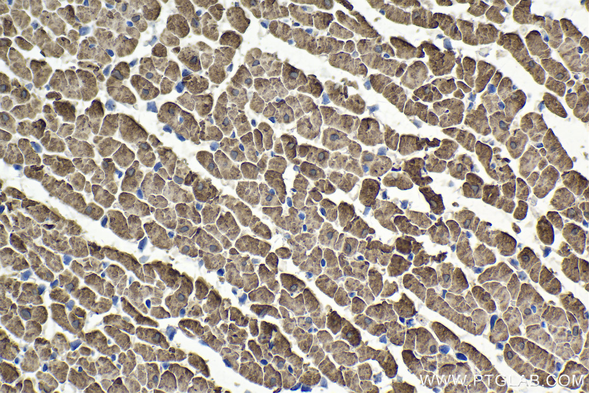 IHC staining of rat heart using 21619-1-AP
