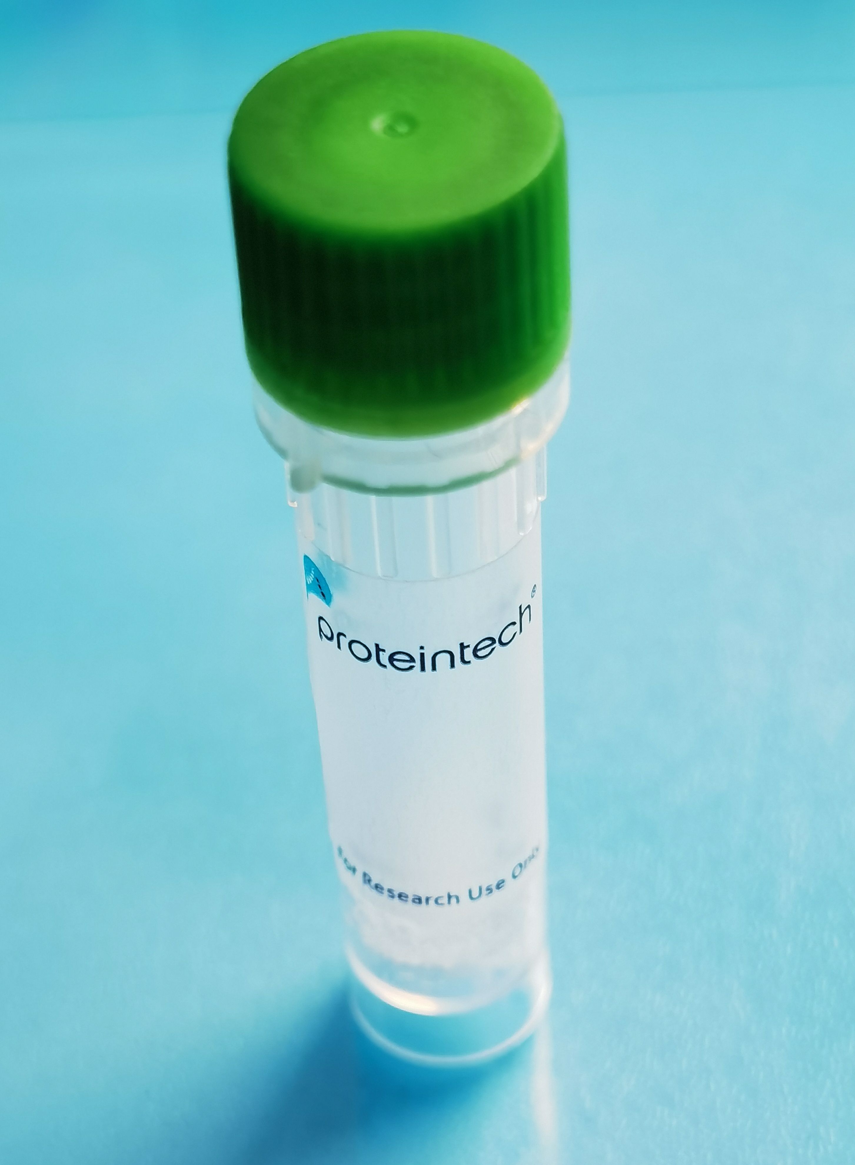 FHL3 fusion protein Ag33256 SDS-PAGE